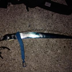 初めてのポイント